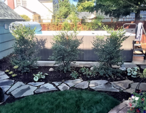 Screening plants for swim spa