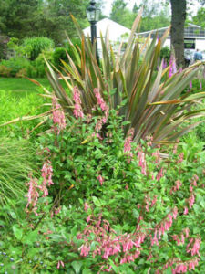 Phygelius with Phormium from ANLD tour