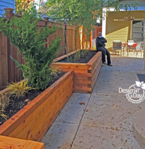 Privacy solution planters for clumping bamboo in Irvington neighborhood