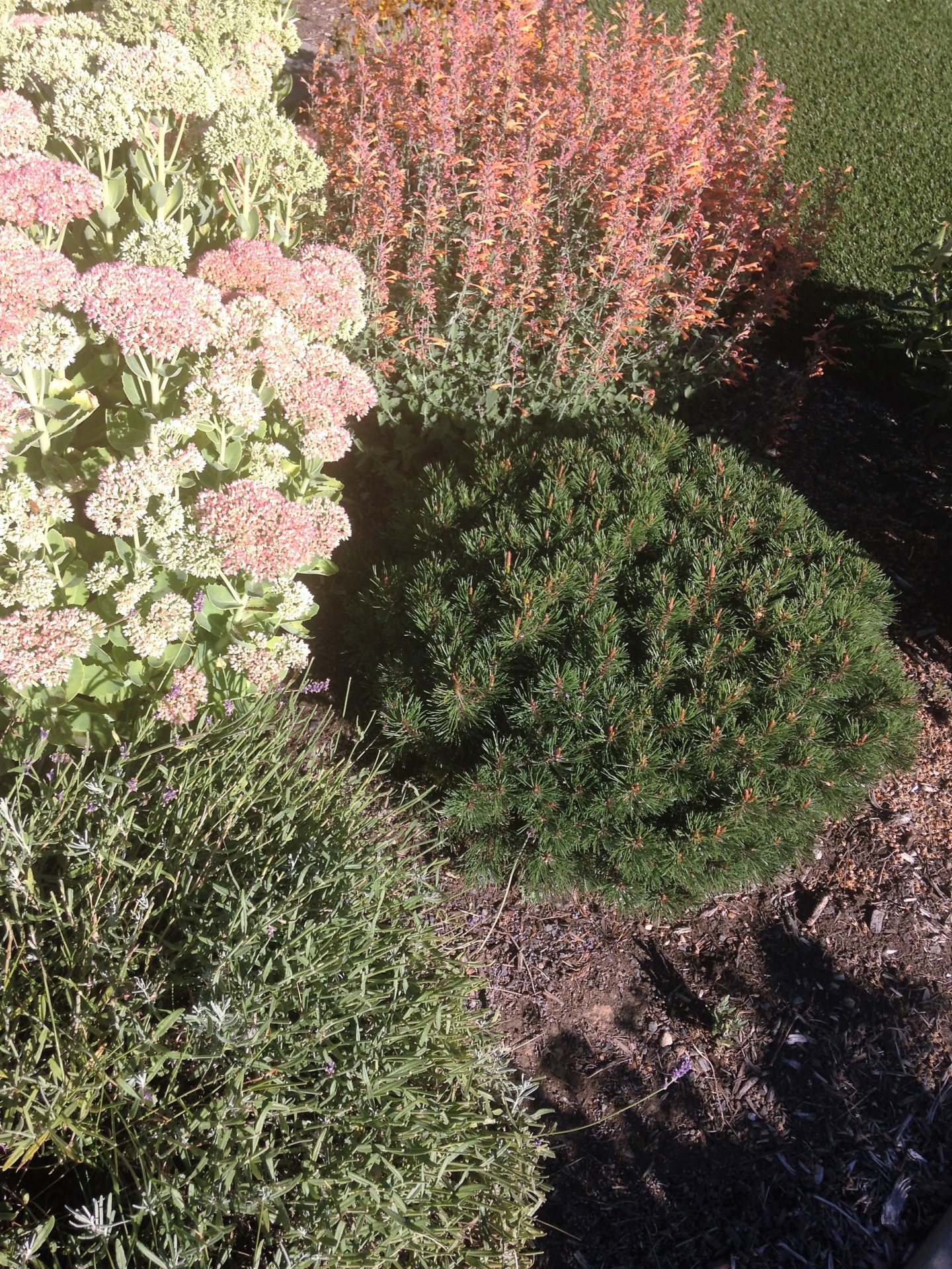 Image of Heather mugo pine companion plant