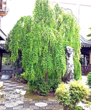 Weeping Katsura tree has similar texture to Birch