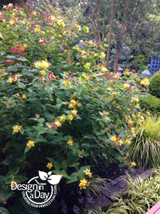 Hypericum f. uniflorum 'Citrinum' for Rose City Park neighborhood garden, Portland, Oregon