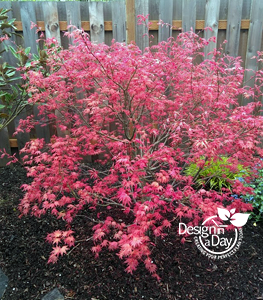 Colorful small tree for Woodstock neighborhood backyard