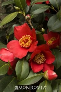 191 spring promise camellia