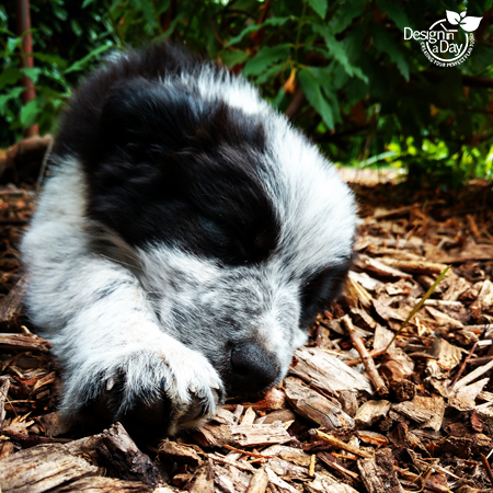 are cedar shavings safe for dogs