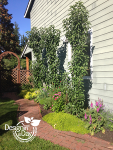 Landscape design includes dwarf apple trees 'Sentinel' take little space planted against the south wall in NE Portland.