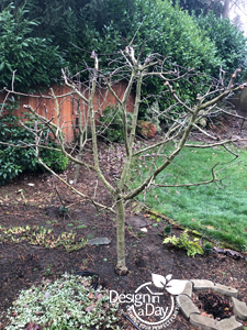 Portland area landscape design with Dwarf Liberty Apple Tree pruned in Cedar Hills Oregon.