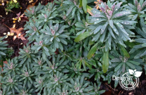 Euphorbia Chharachais 'Rudolf' in modern landscape design in Kenton neighborhood Portland Oregon