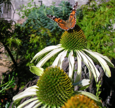 Butterfly on Echinacea 'White Swan'