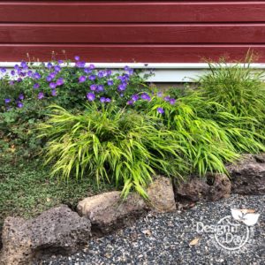 Affordable landscape plants Japanese Forest Grass & geranium in Portland home.