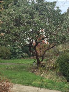 Potential screen tree choice for landscape design in Grant Park