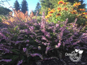 Heather, Calluna vulgaris 'Mrs Ron Green' in Foster Powell neighborhood of SE Portland