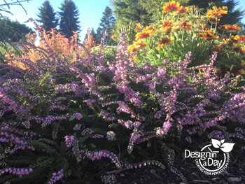 Calluna vulgaris - Summer heather is 4" inches tall with summer flowers in Woodland Park Landscape Design