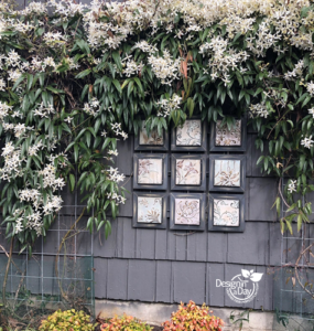 Clematis vine Armandii' softens garage wall in Grant Park neighborhood