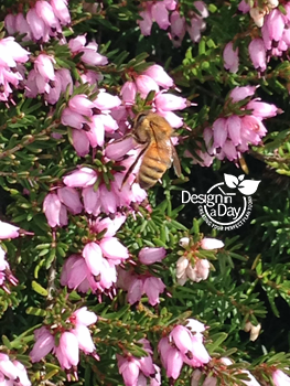 Honey bee on spring heather in Sellwood Moreland garden design
