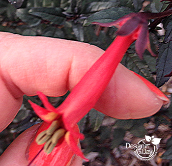 Cape Fuchsia's tubular coral scarlet flower is a hummingbird magnet