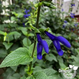 Salvia Guarantica 'Black and Blue' is just one of the plants kept from the original garden in Laurelhurst neighborhood backyard garden.