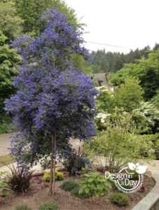 Ceanothus grown as a tree in Willamette Heights entry