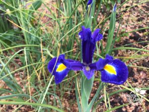 Purple and gold iris brighten Beaumont front yard in Portland Oregon