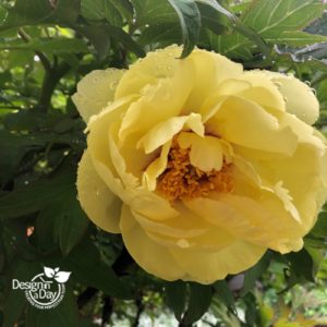 Deep but mellow colored yellow Peony in Beaumont entry landscape