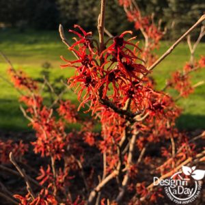 Witch hazel adds winter interest for Portland home landscaping.