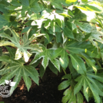 Fatsia Japonica Spiders Web is a perfect low maintenance plant for seniors