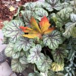 Heuchera 'Green Spice' is graced with Autumn Leaf