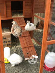 Chickens enjoying their yard in outdoor living garden design