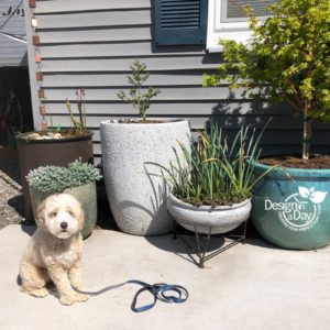 Portland Oregon residential landscape modern design with clients puppy.