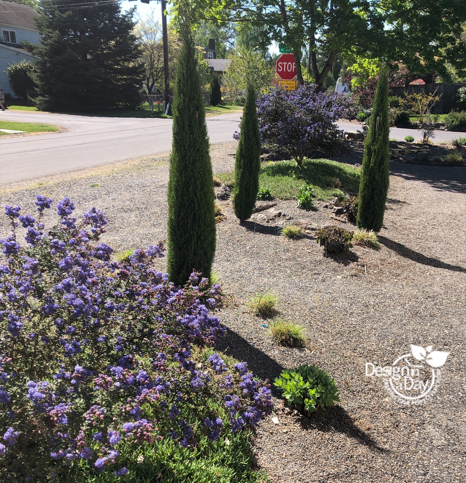 drought tolerant landscape design includes california lilac and italian cypress.