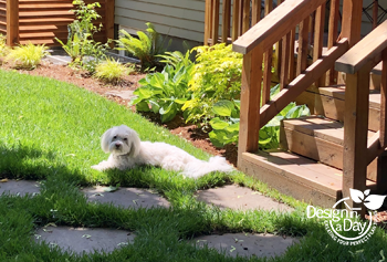 NE Portland backyard gets dog friendly landscape update.