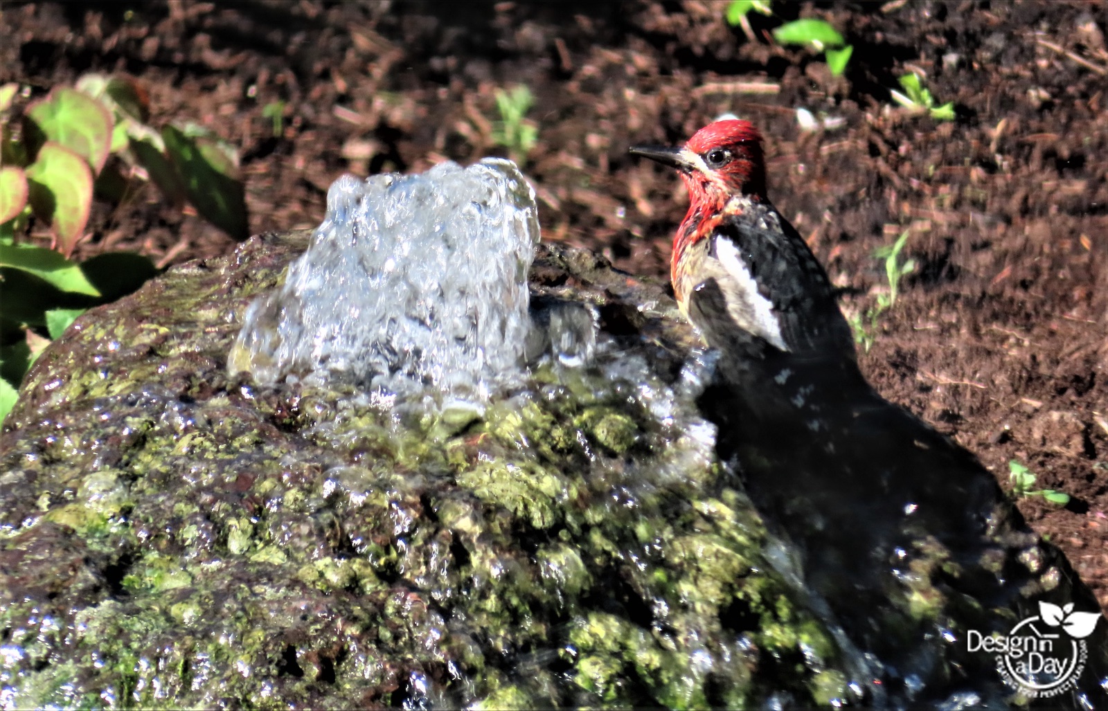 Gardening for birds requires a water source to attract wilidlife.