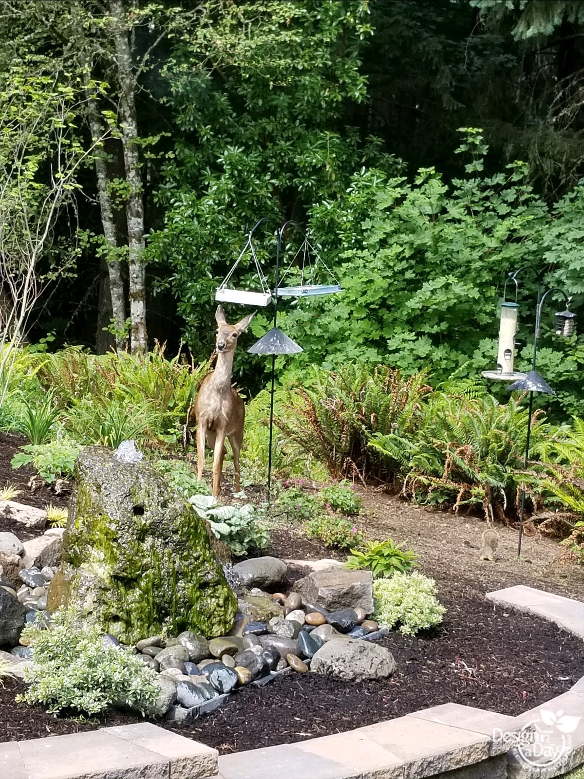 This Portland garden attracts wildlife with bird food and water.
