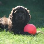 Carol's Mercer Island clients puppy Remington Johnson habits were part of landscaping for dogs.