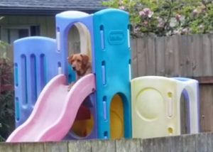 Dog on playground slide dog friendly landscape in Portland Oregon