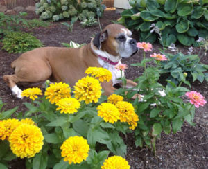 Roxy laying in the flower bed