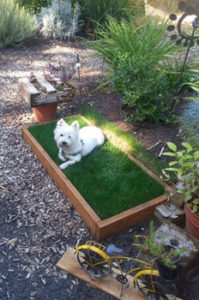 Uchytil dog laying in planting box