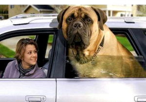 An English Mastiff can be hard on your landscaping more than other dogs.