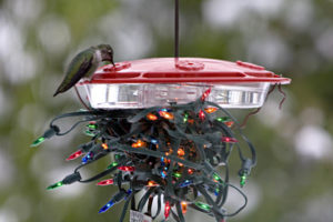 Hummingbird feeder in winter