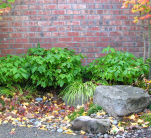 Rain garden clears away winter water from entry patio with low maintenance plantings.