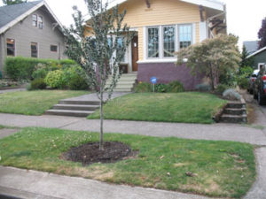 Classic NE Portland bungalow in Rose City Park neighborhood needs thoughtful no lawn landscape plan.