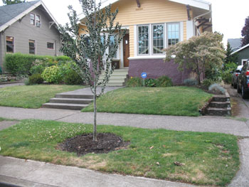 No Grass Front Yard Archives Landscape Design In A Day