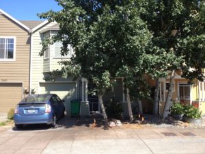 Front yard of North Portland Row House is lost to Aspens aggressive growth habit.