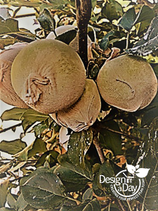 coddling moth prevention on Portland asian pear