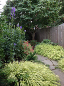 August in the garden: Hakonechloa Macra 'Albostriata' - Japanese Forest Grass; Aconitum 'Tall Blue' - Monkshood; Hardy Fuchsia 