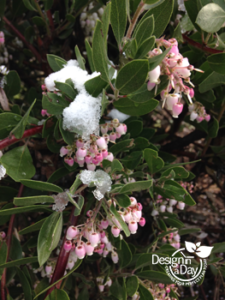 Flowers for pollinators in winter from snow tipped Arctostaphylos in North Portland