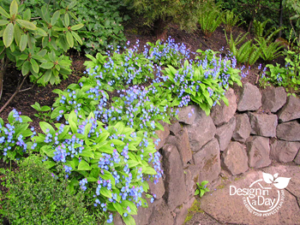 Bright blue Navel Wort Omphaloides cappadocia graces this stacked boulder wall in NW Portland's Willamette Heights. 
