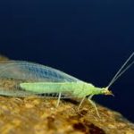 Green-Lacewing March Biological