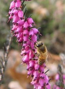 Erica Carnea - Early Spring Flower Color attracts honey bee. Used in Portland residential landscape design.