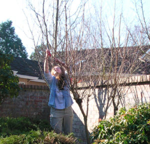 Carol on a garden coach appointment pruning for winter care.